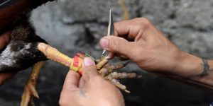 Đá gà cựa dao PQ88