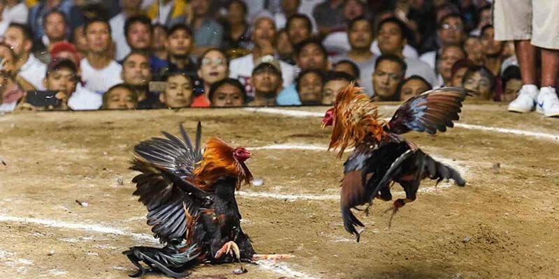 Tổng quan về đá gà cựa sắt tại nhà cái PQ88