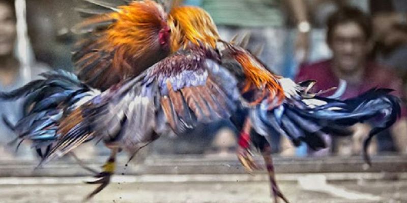 Bảng đặt cược Meron, Wala, BDD đá gà cựa sắt