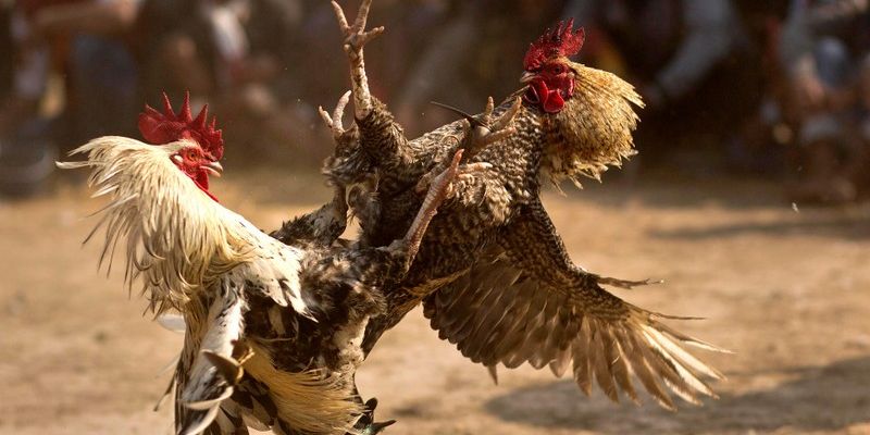 Chiến kê gà cựa sắt vào trận đấu tại Thomo