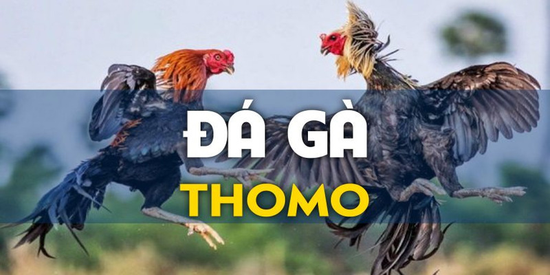 Mô phỏng trường gà Thomo với khán đài và đấu trường trực tiếp