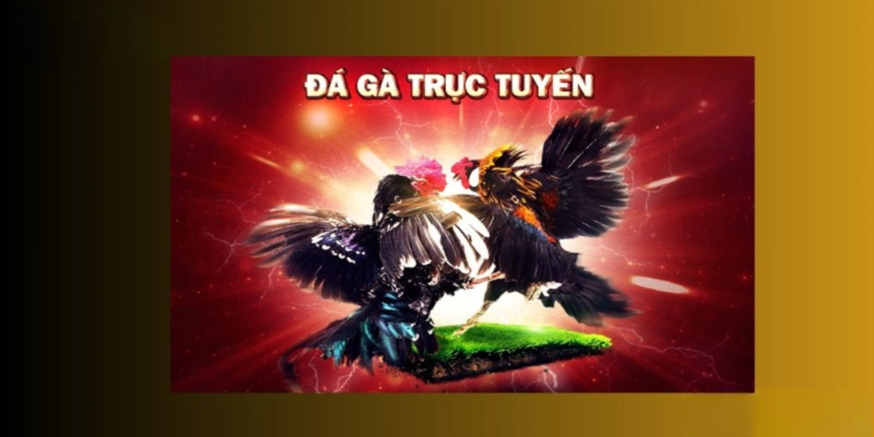 Giao diện chọn cửa cược trong trận đá gà trực tuyến tại PQ88