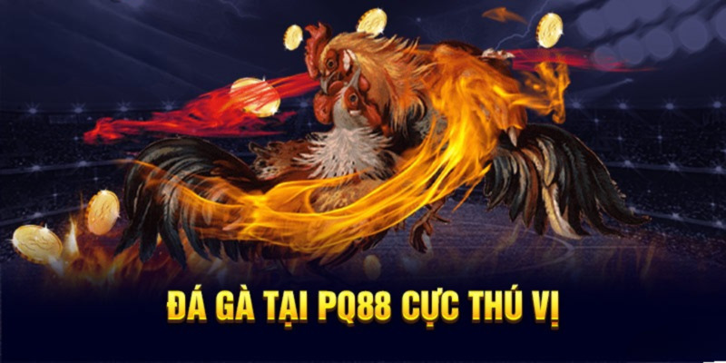 Giới thiệu danh mục đá gà PQ88 - sân chơi cá cược được ưa thích nhất
